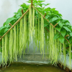 A Gardener Can Produce Either Beans