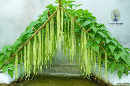 A Gardener Can Produce Either Beans