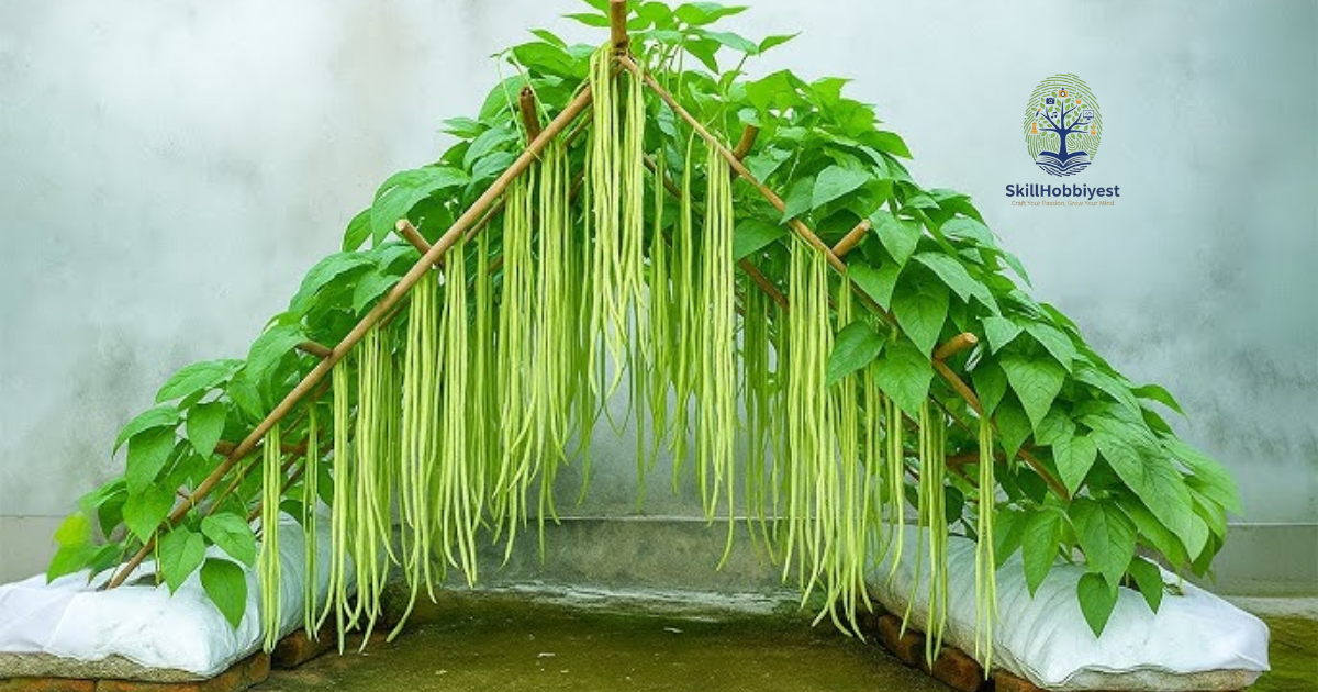 A Gardener Can Produce Either Beans