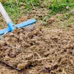 Is Horse Manure Good for Gardens?