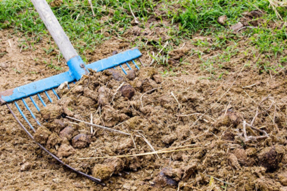 Is Horse Manure Good for Gardens?​