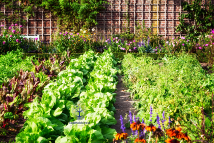 Is Market Gardening Intensive or Extensive?