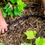 Are Soaker Hoses Good for Gardens?