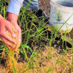 Is Sawdust Good for Gardens?