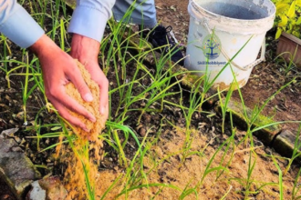 Is Sawdust Good for Gardens?