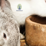 Is Rabbit Poop Good for Gardens?