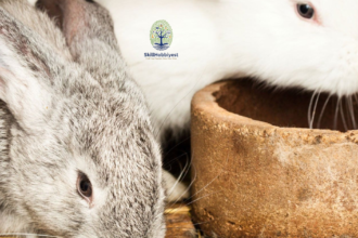 Is Rabbit Poop Good for Gardens?