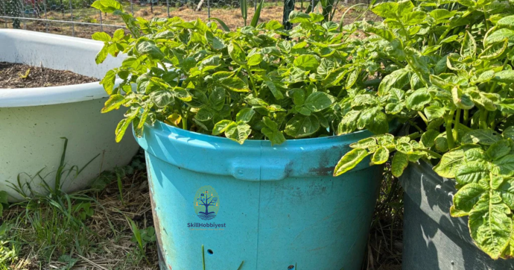 How to Use Rabbit Manure Safely