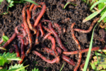 Are Red Worms Good for Gardens?