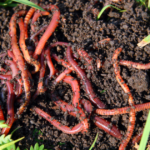 Are Red Worms Good for Gardens?