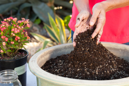 Is Peat Moss Good for Gardens?