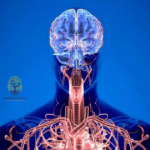 What is Body Coding?