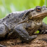 Are Toads Good for Gardens?
