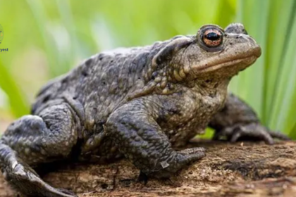 Are Toads Good for Gardens?