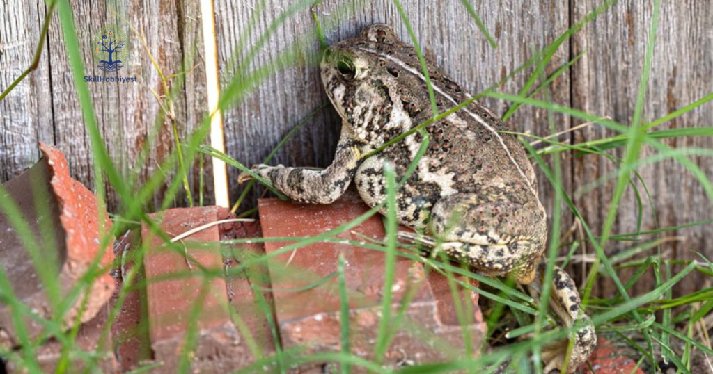 Creating a Toad-Friendly Garden Environment