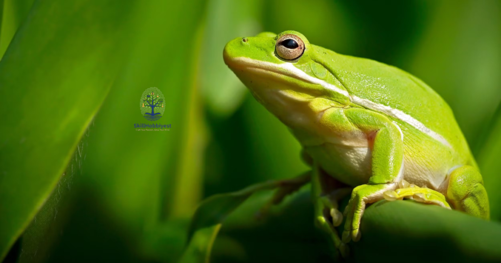How Toads Protect Plants and Reduce Pests
