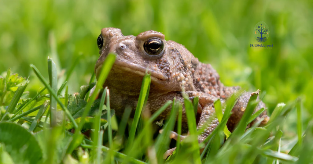 The Natural Role of Toads in Gardens