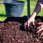 Is Pine Mulch Good for Gardens?