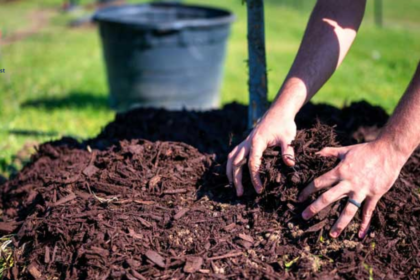 Is Pine Mulch Good for Gardens?