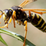 Are Wasps Good for Gardens?