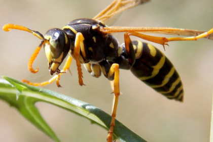 Are Wasps Good for Gardens?