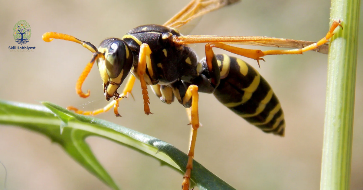 Are Wasps Good for Gardens?